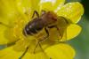 Andrena sp.